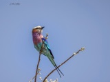 Vumbura Lilac Breasted Roller